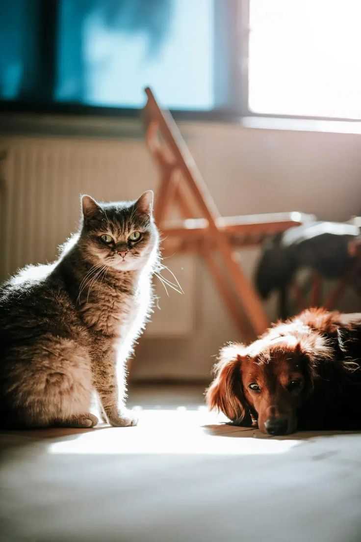Pets 1